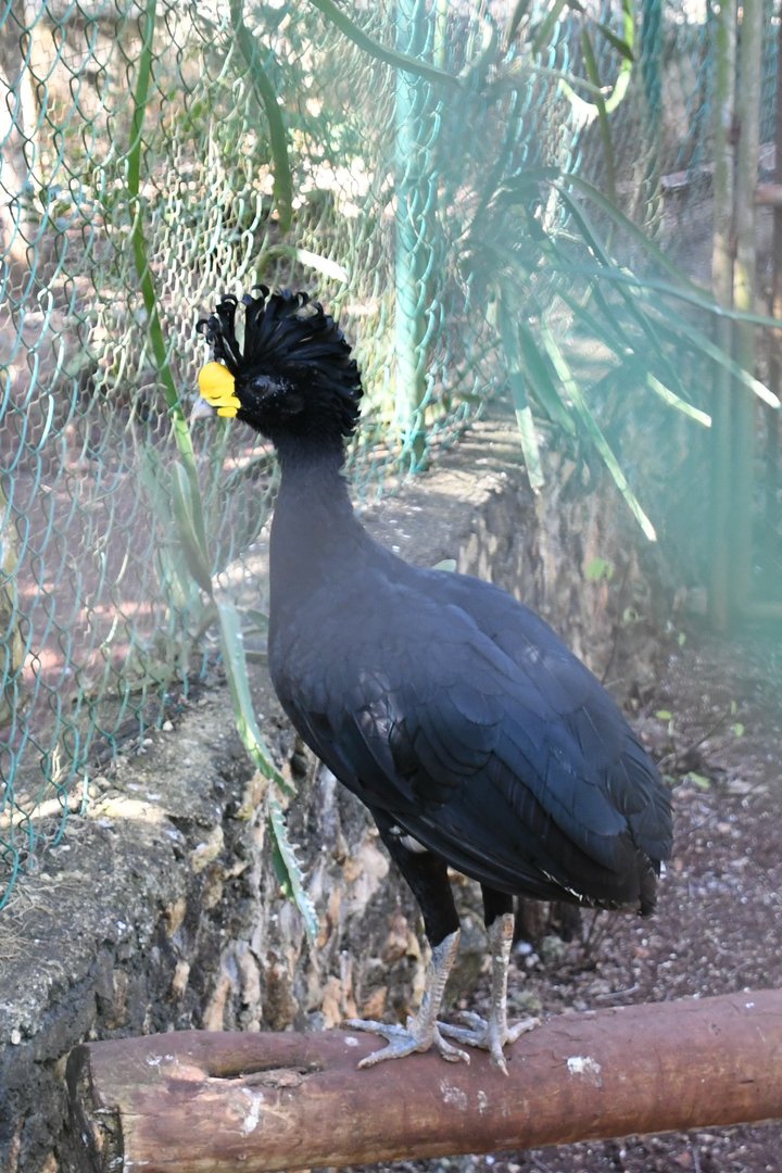 Great Curassow