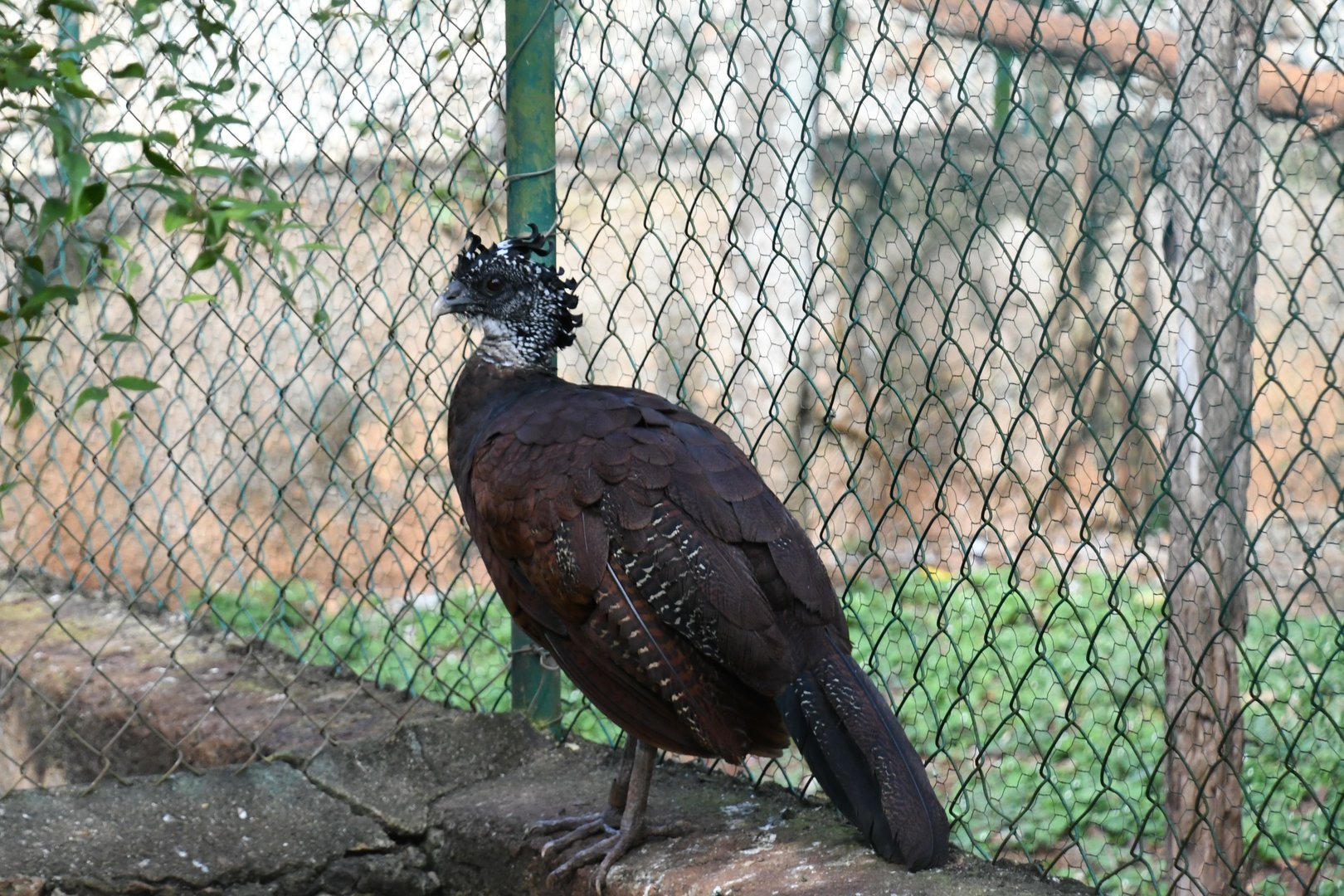 Great Curassow