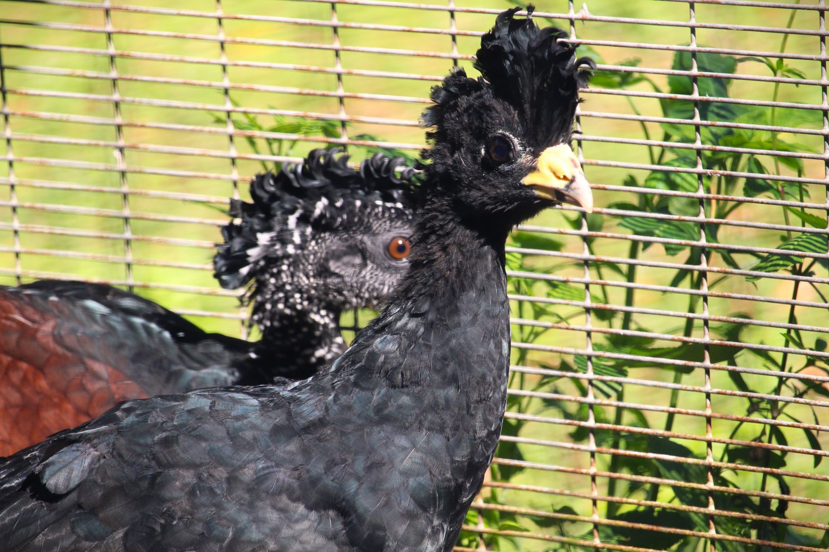Great Curassow