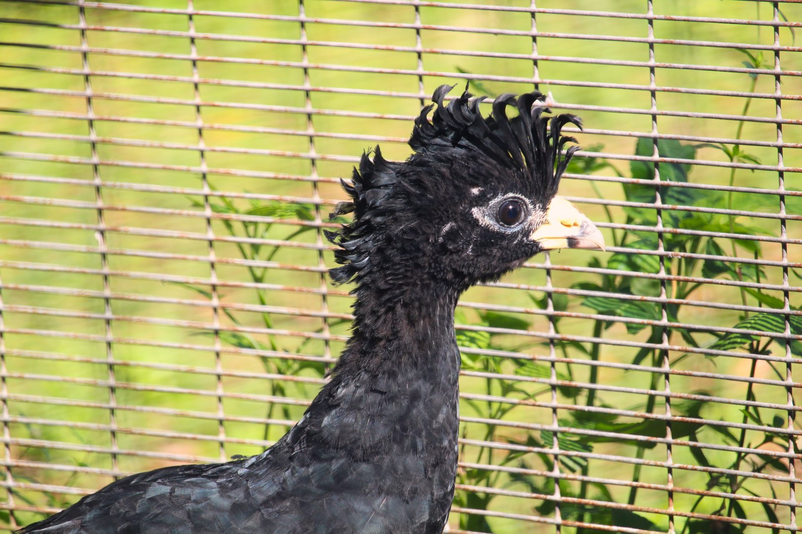 Great Curassow