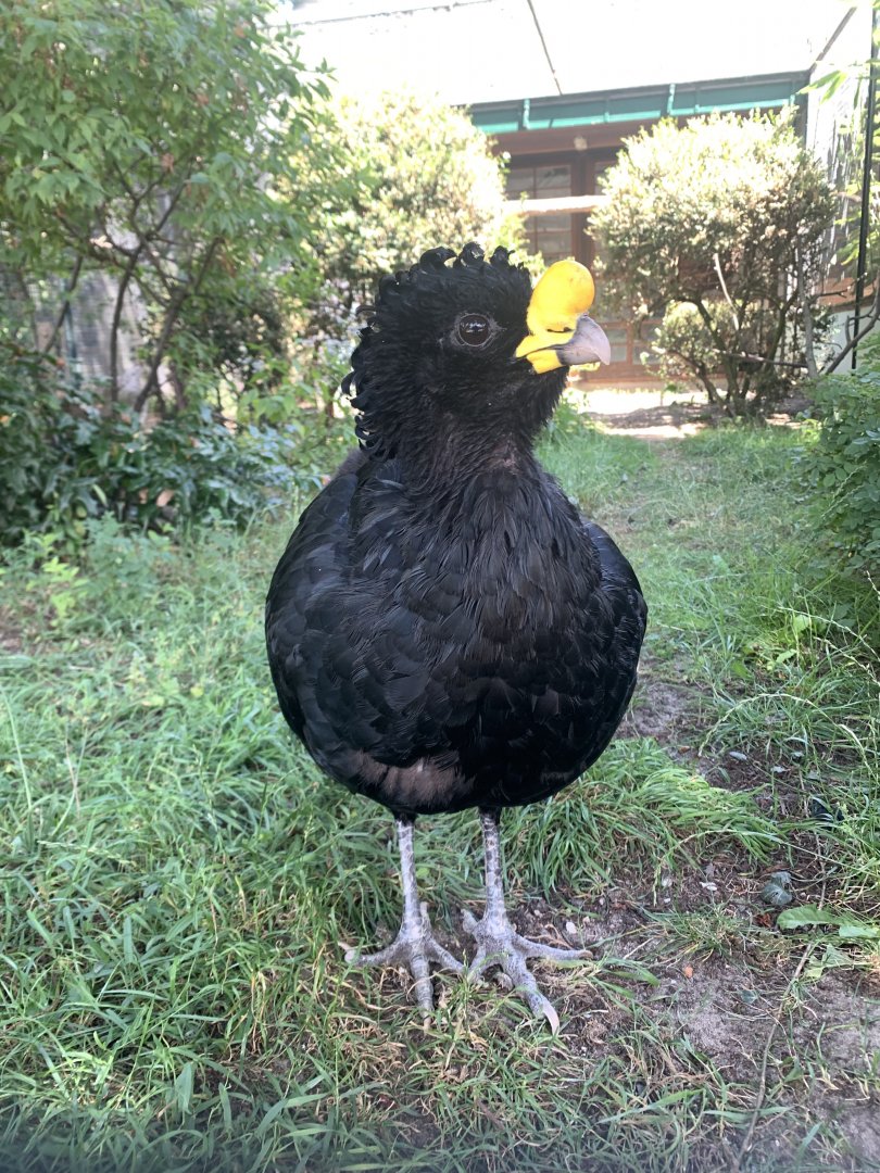 Great curassow