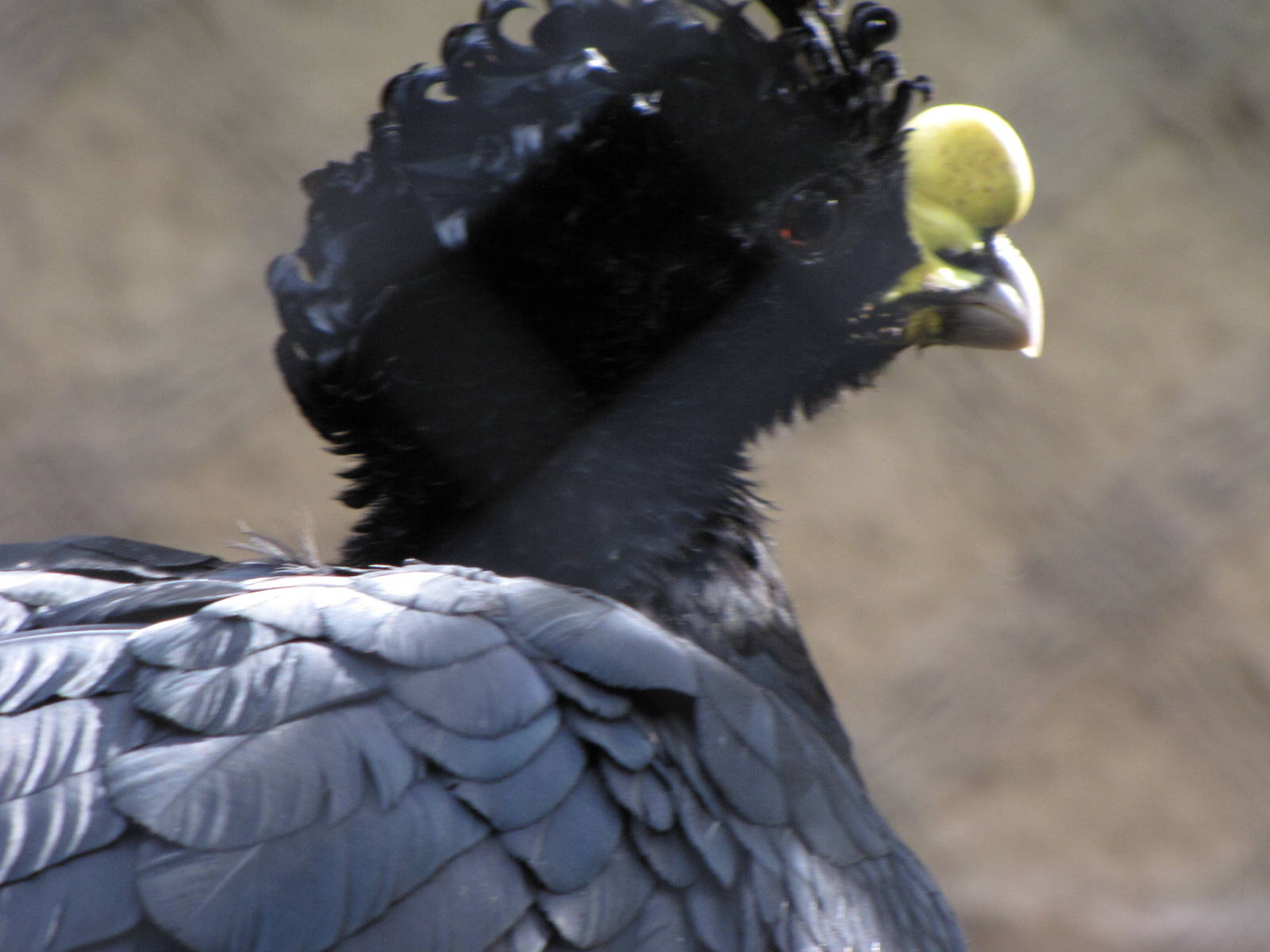 Great Curassow