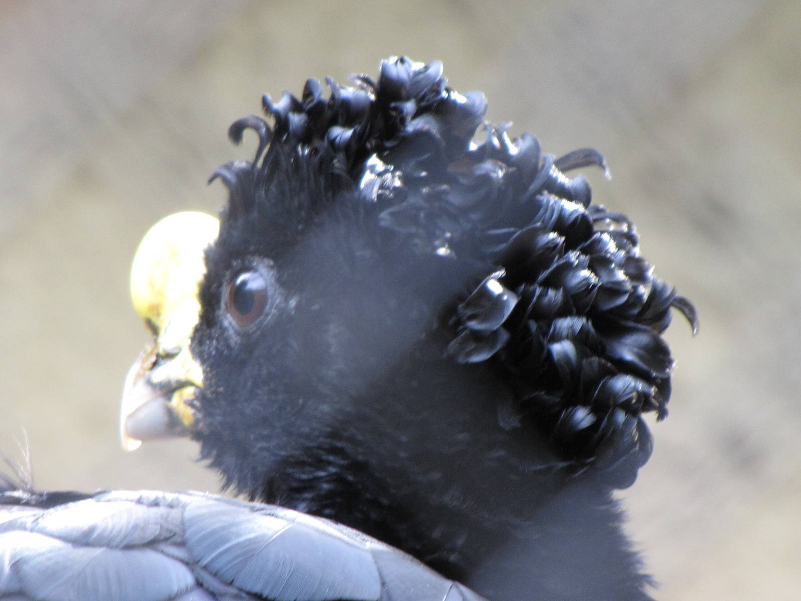Great Curassow