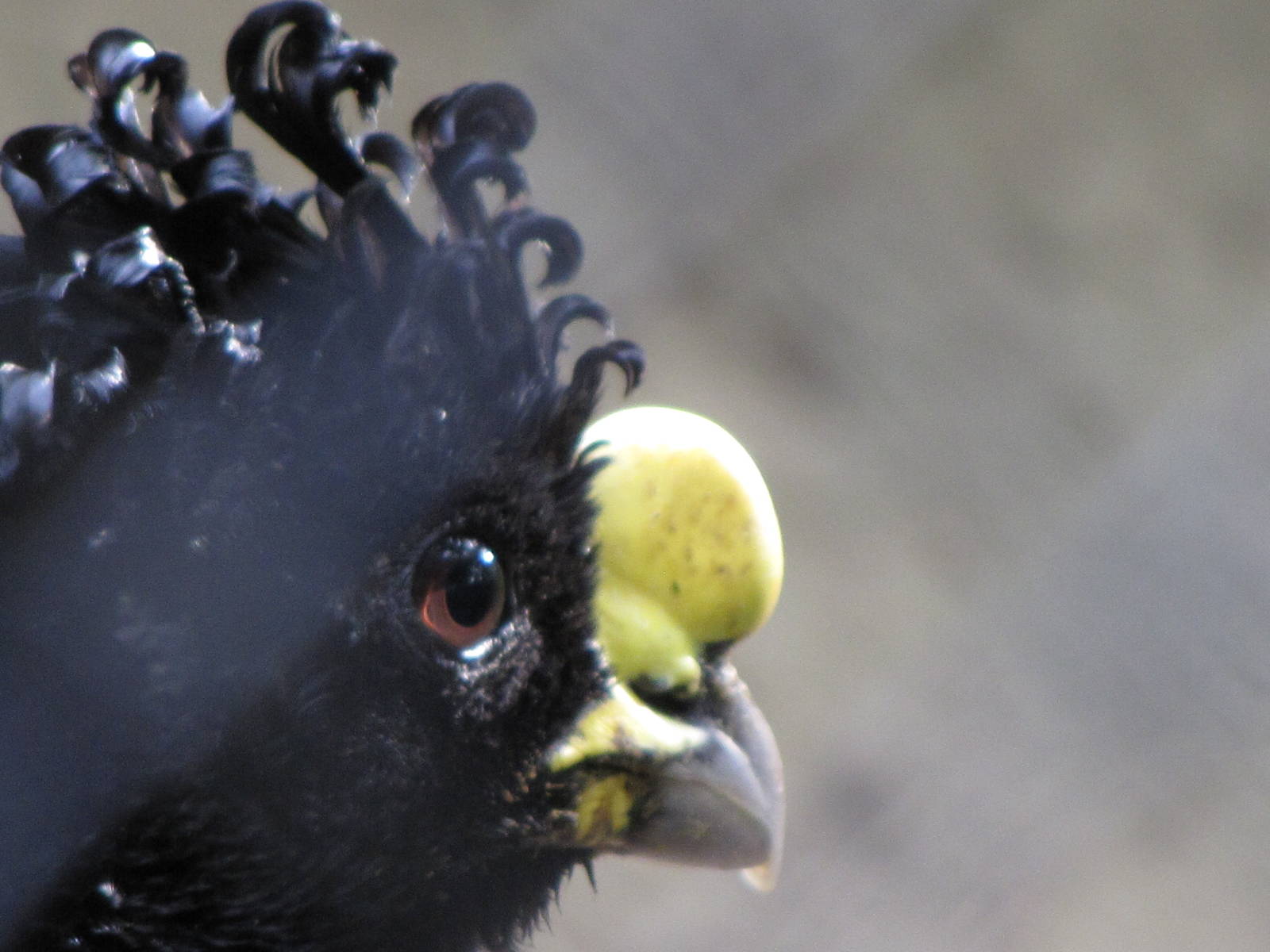 Great Curassow