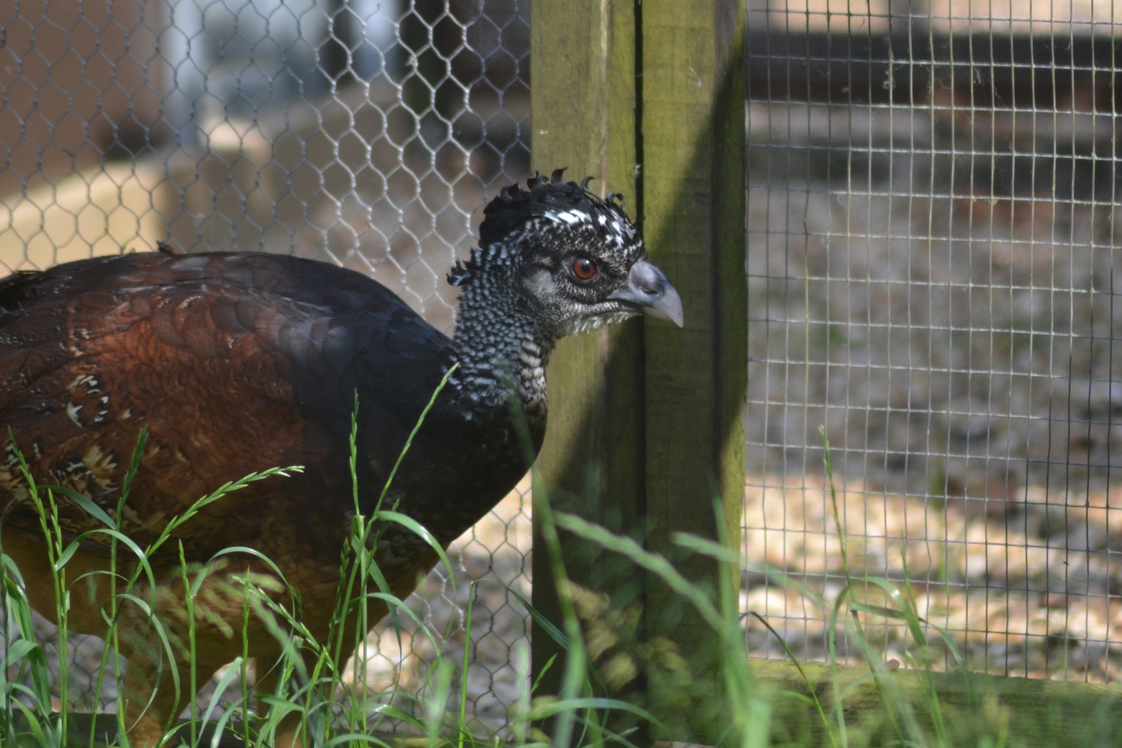 Great curassow