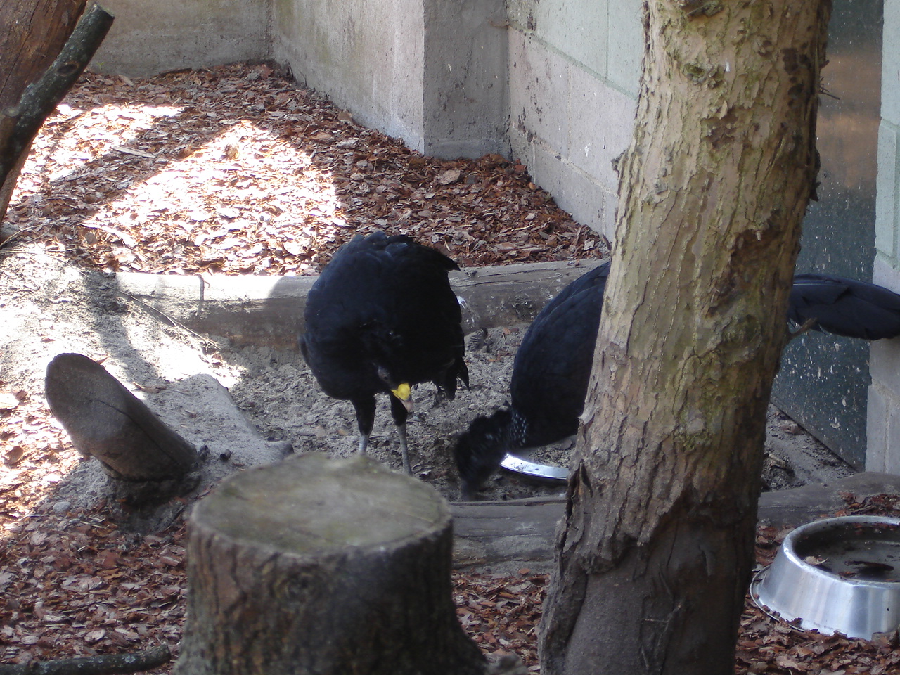 Great Curassow