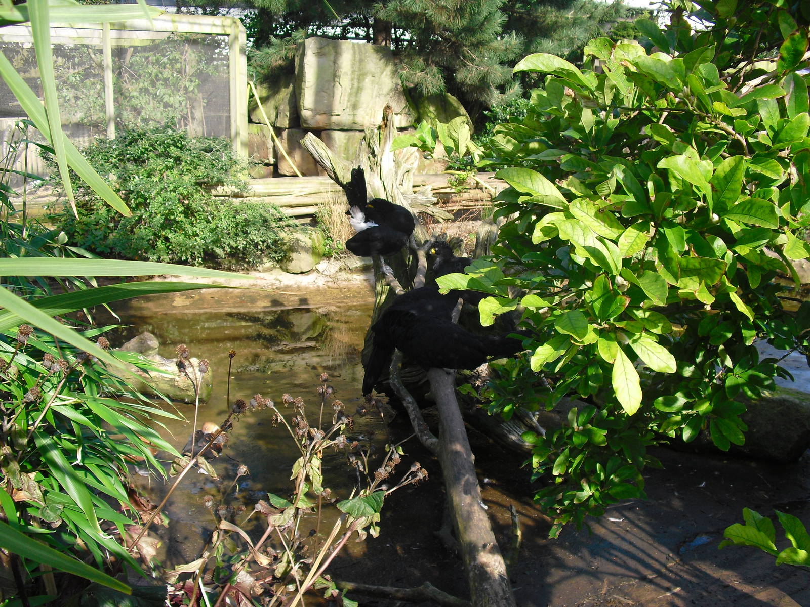 Great Curassows (?) - 01/10/2011