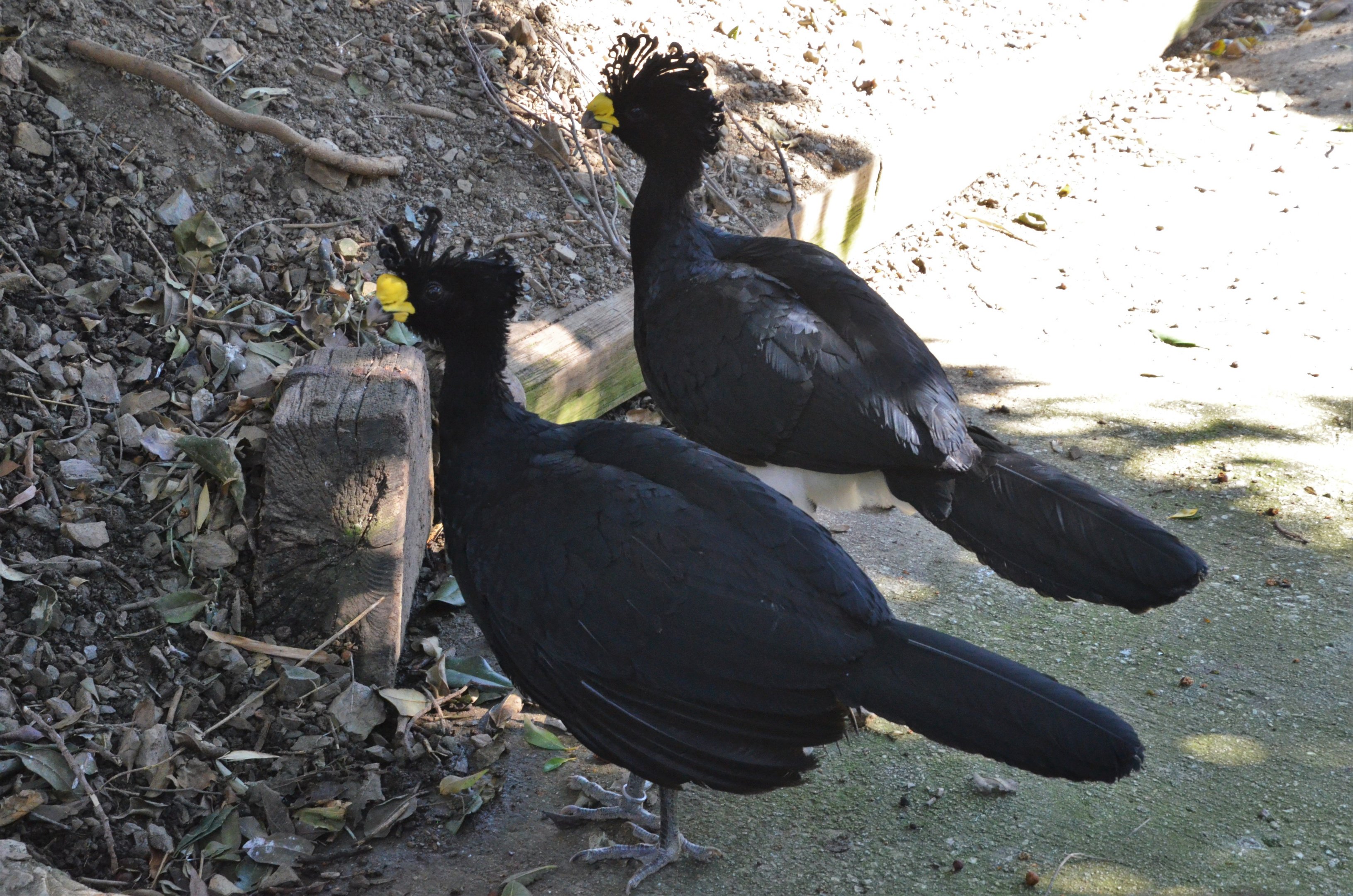 Great Curassows at Selwo Aventura, 13/03/19