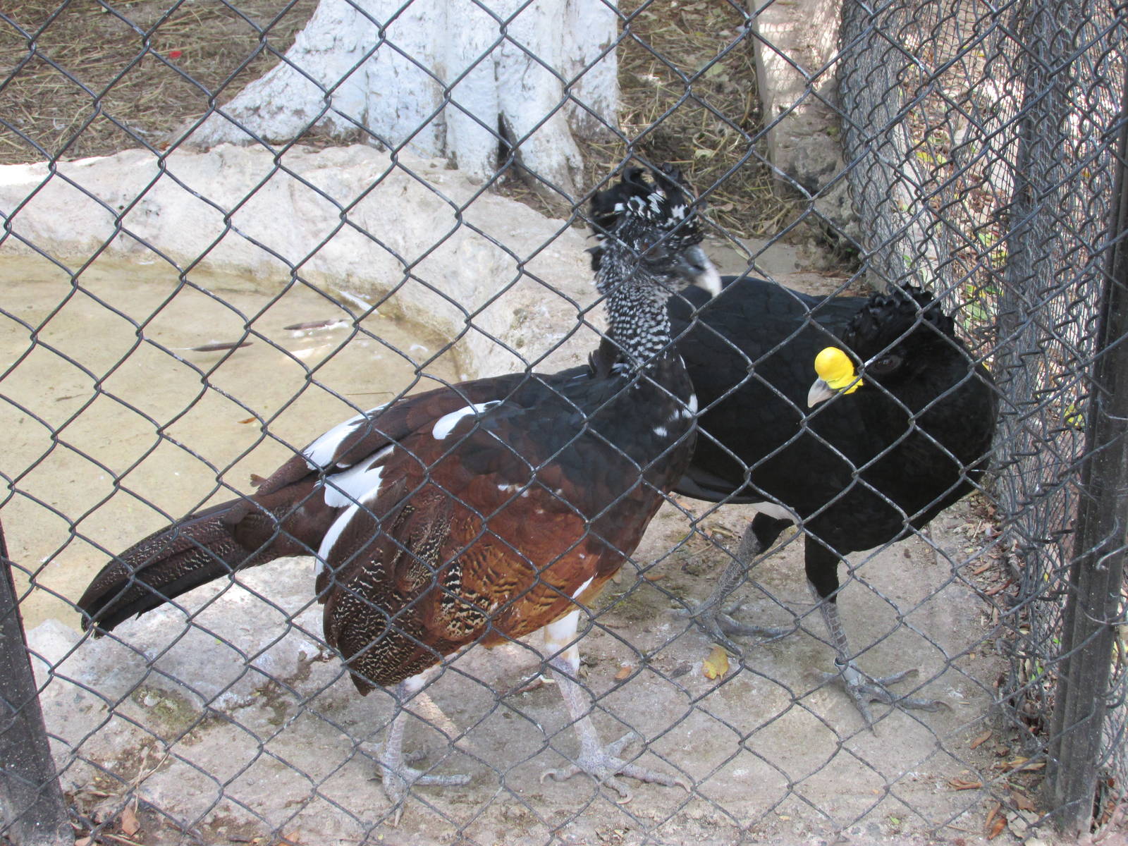 great currasow centenario zoo