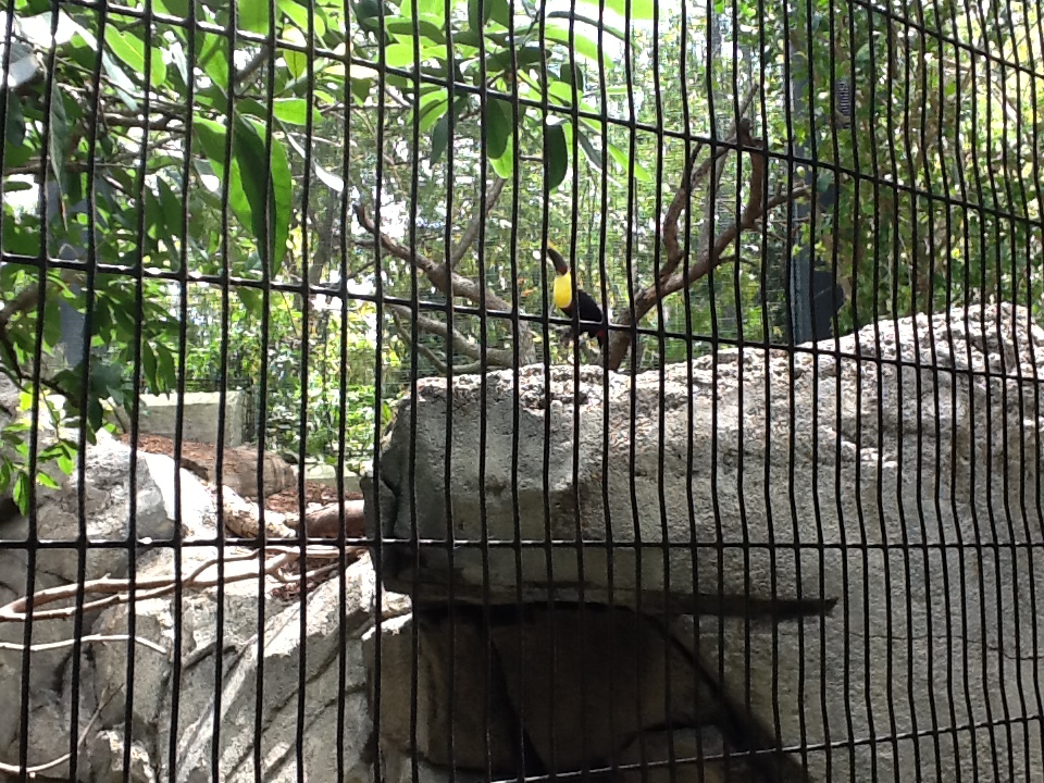 Great Currasow/Chestnut Mandibled Toucan/Black-Throated Magpie Jay