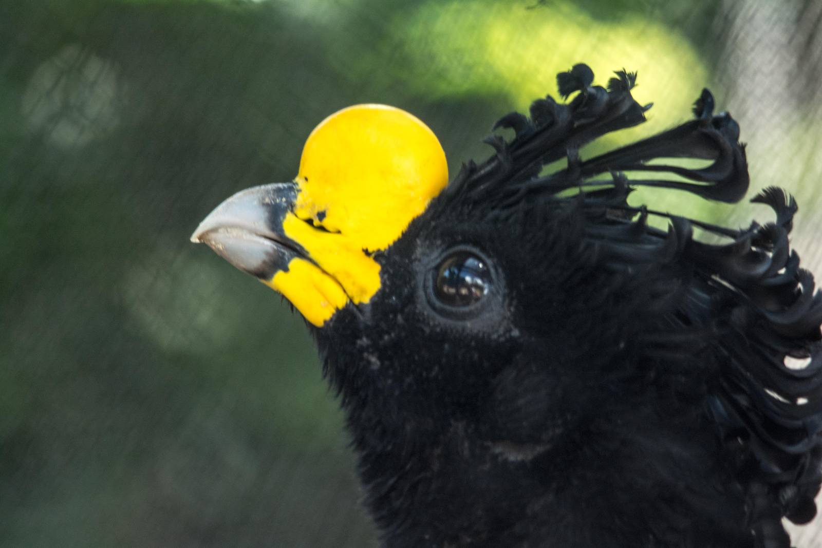 Great Currasow - Crax rubra