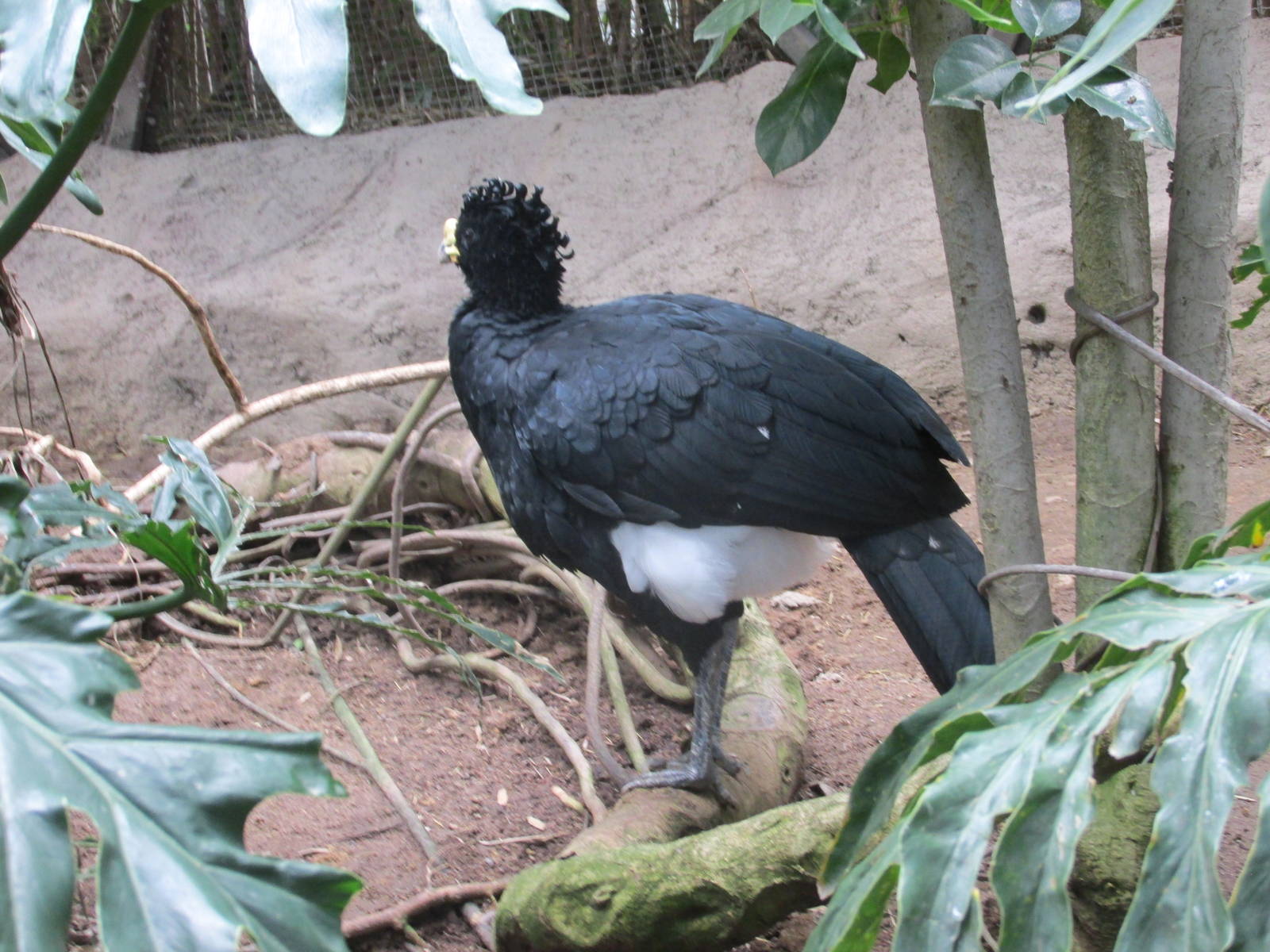great currasow guadalajara zoo