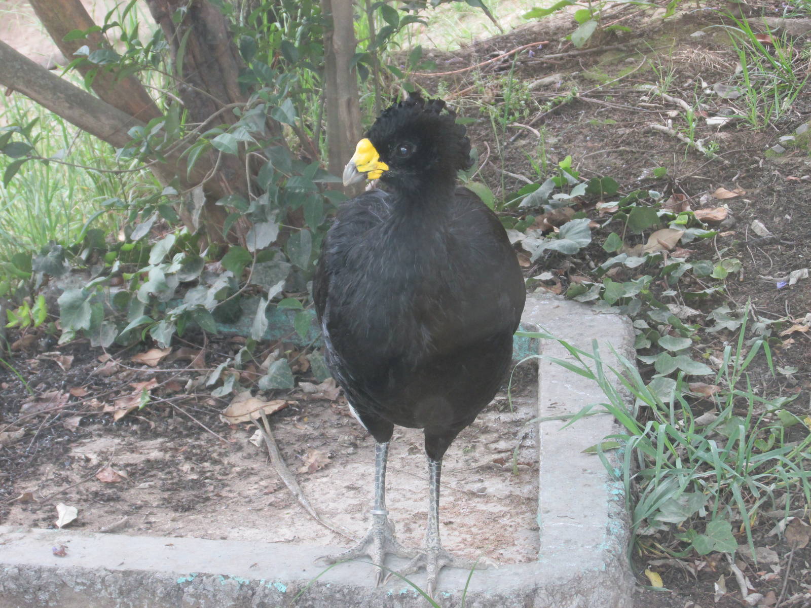great currasow zoologico del altiplano