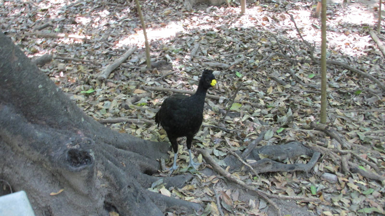 great currasow zoomat