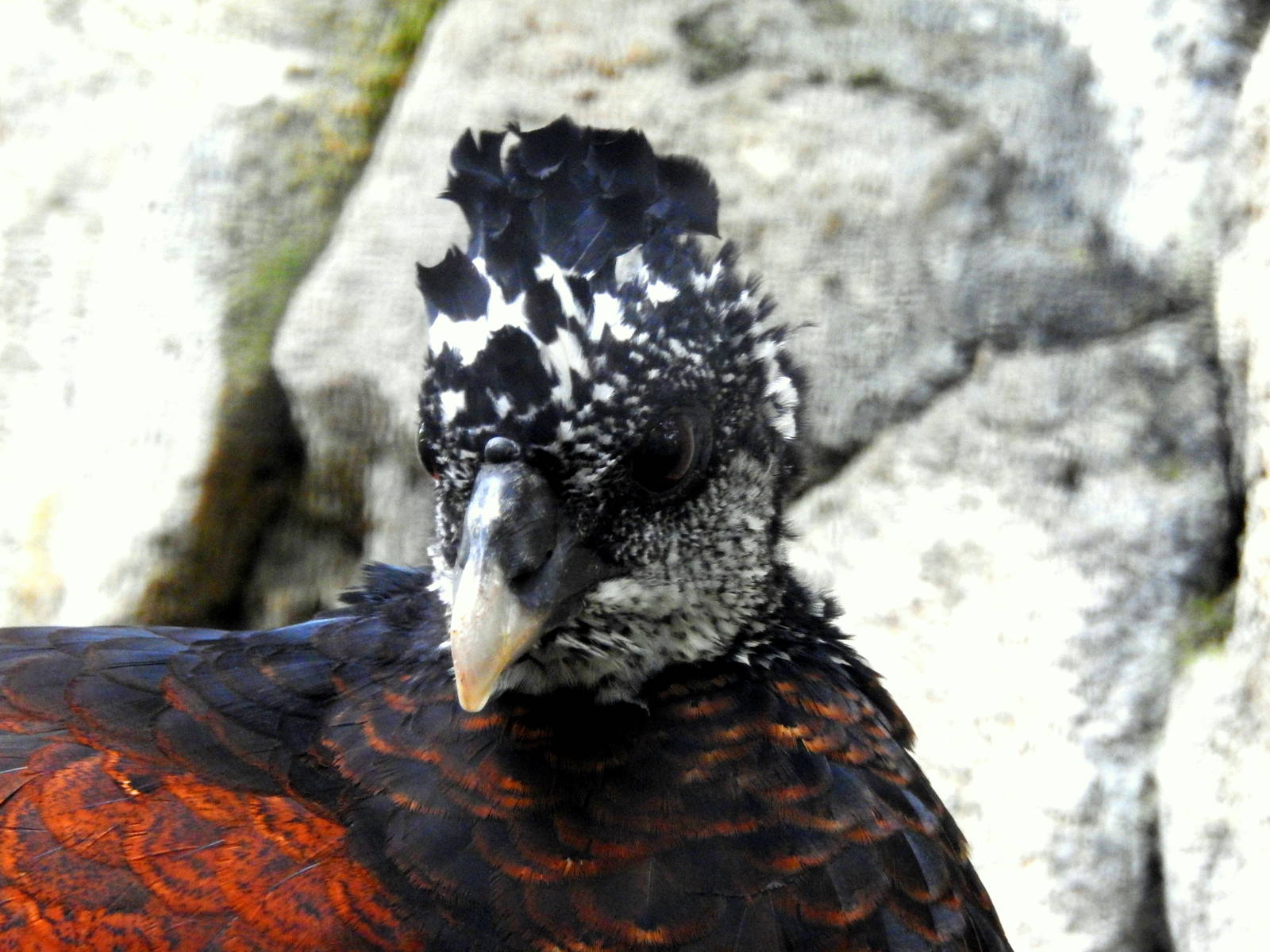 Great Currasow