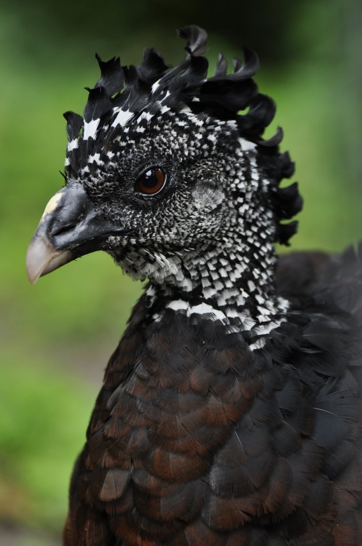 Great currassow (Crax rubra)