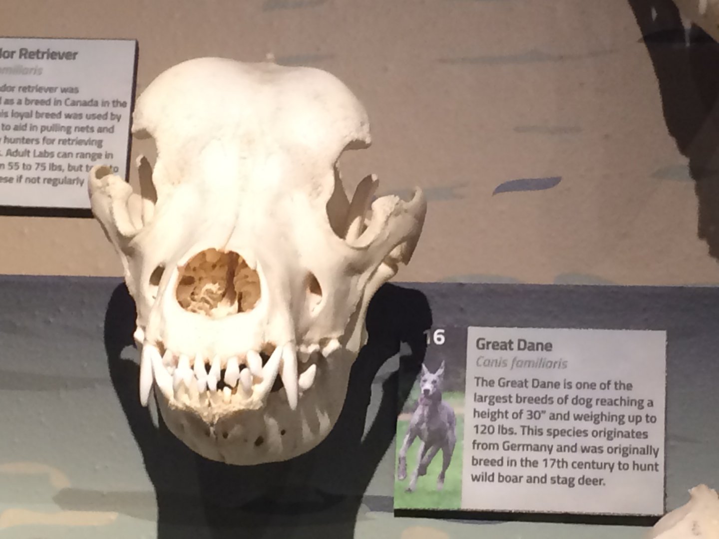 Great Dane Skull