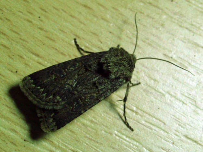Great Dart (Agrotis bigramma)