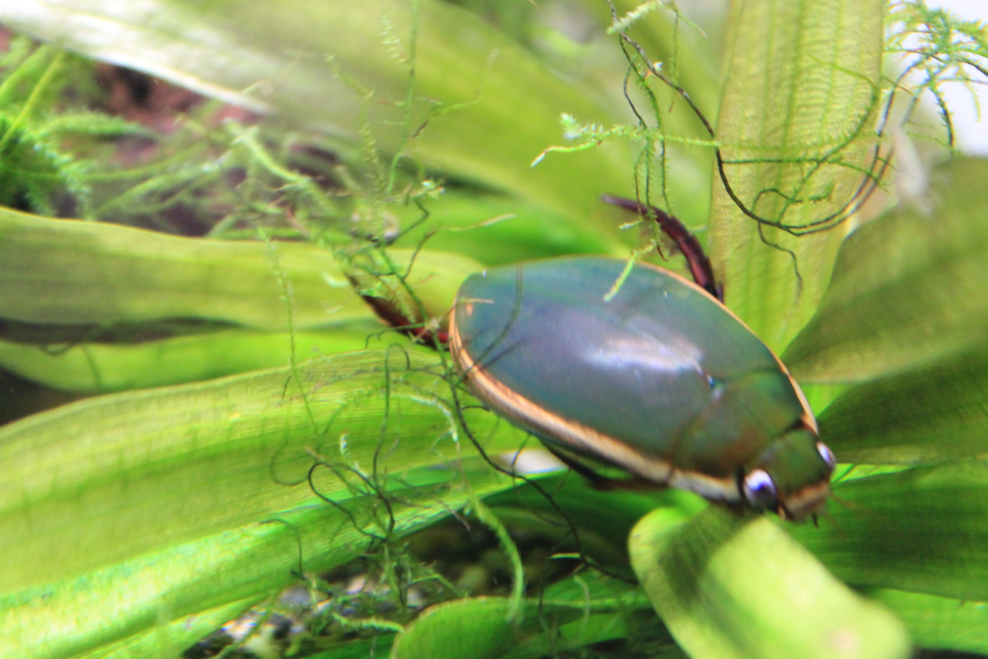 Great Diving Beetle (Cybister japonicus)