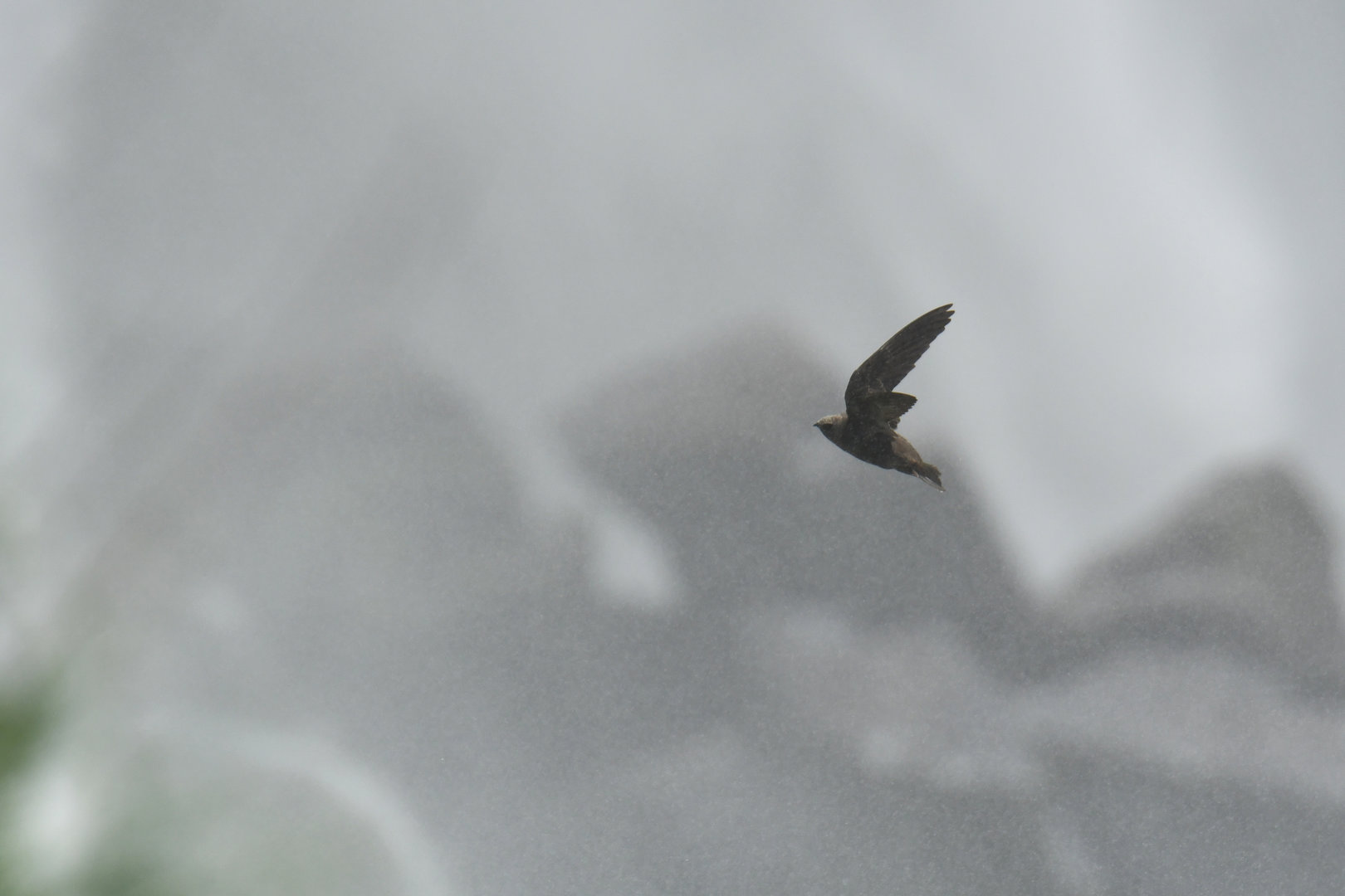 Great Dusky Swift Cypseloides senex