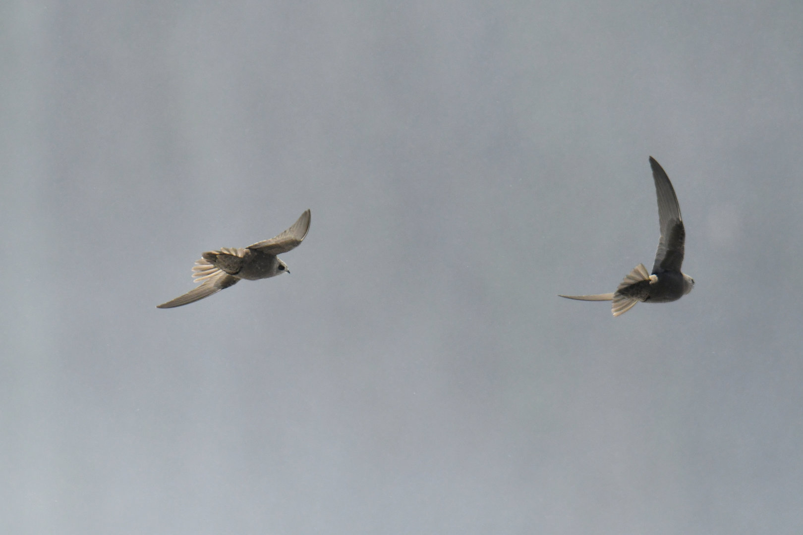 Great Dusky Swift Cypseloides senex