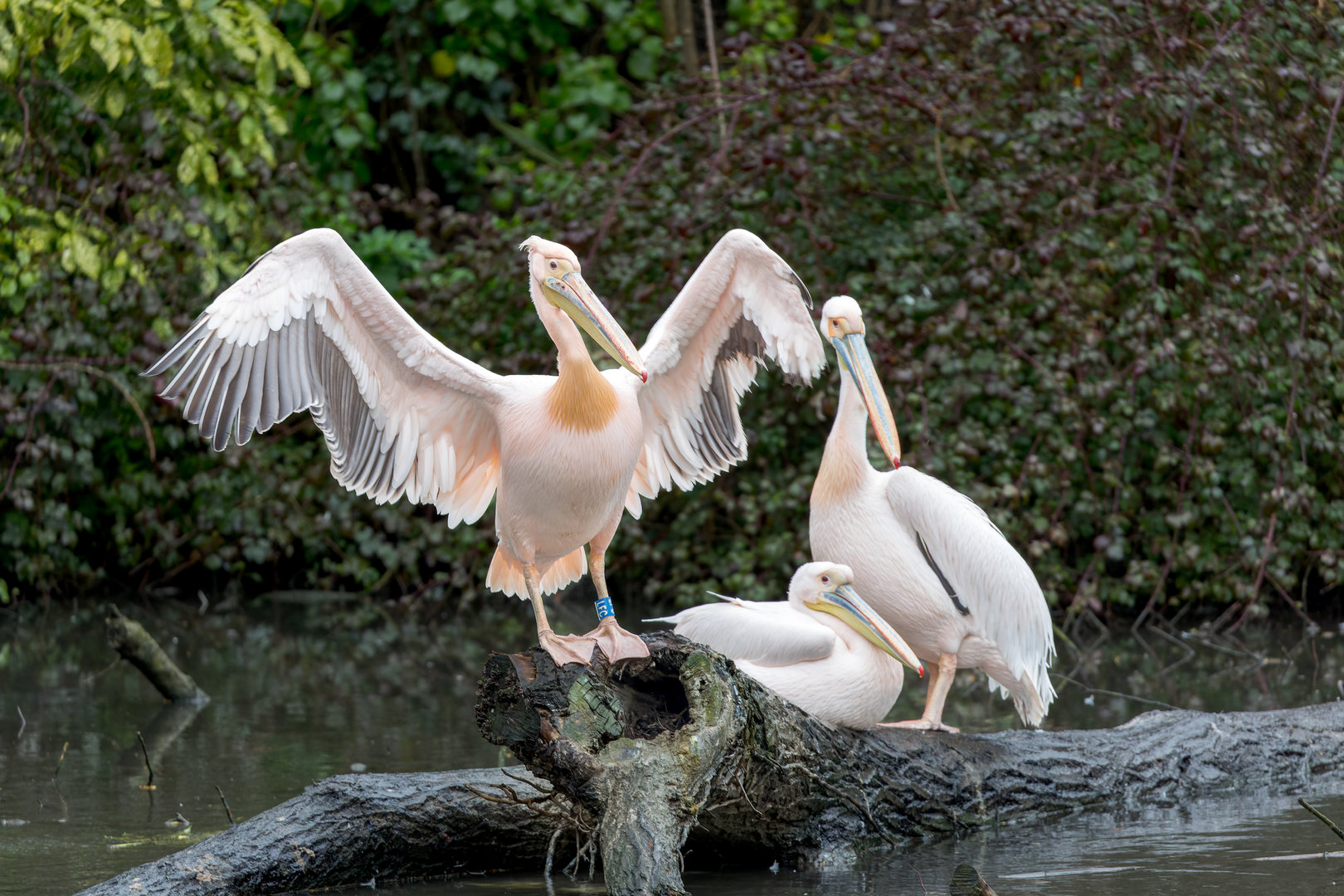 Great Eastern White Pelican / Newquay Zoo / 16-3-23