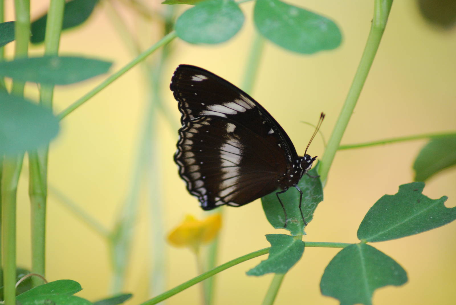 Great Egg Fly Butterfly (Hypolimnas bolina)