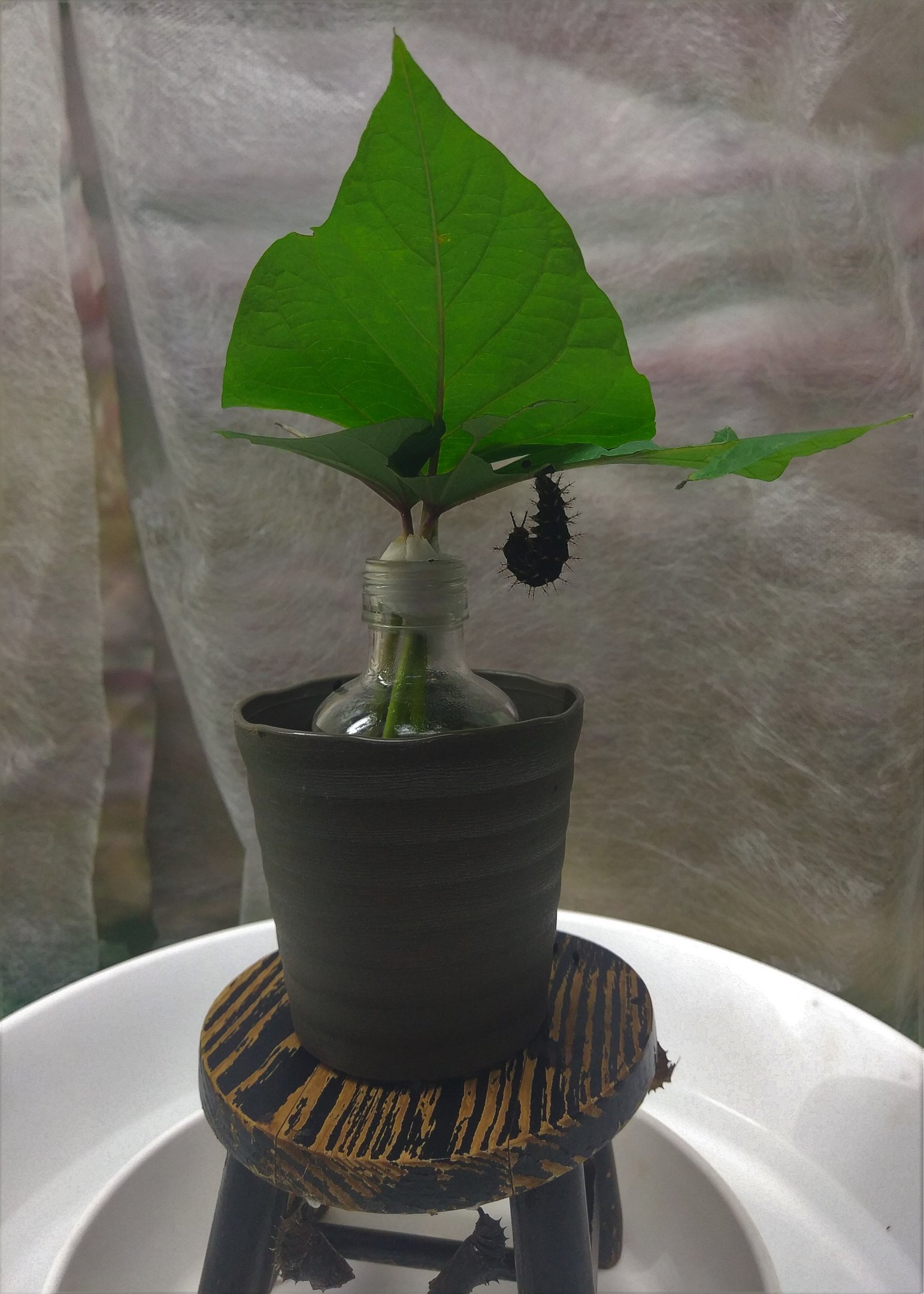 Great Eggfly Caterpillar