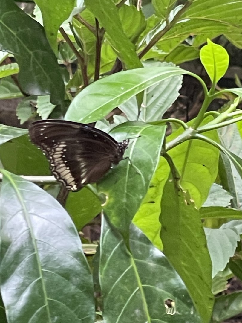 Great Eggfly (Hypolimnas bolina)