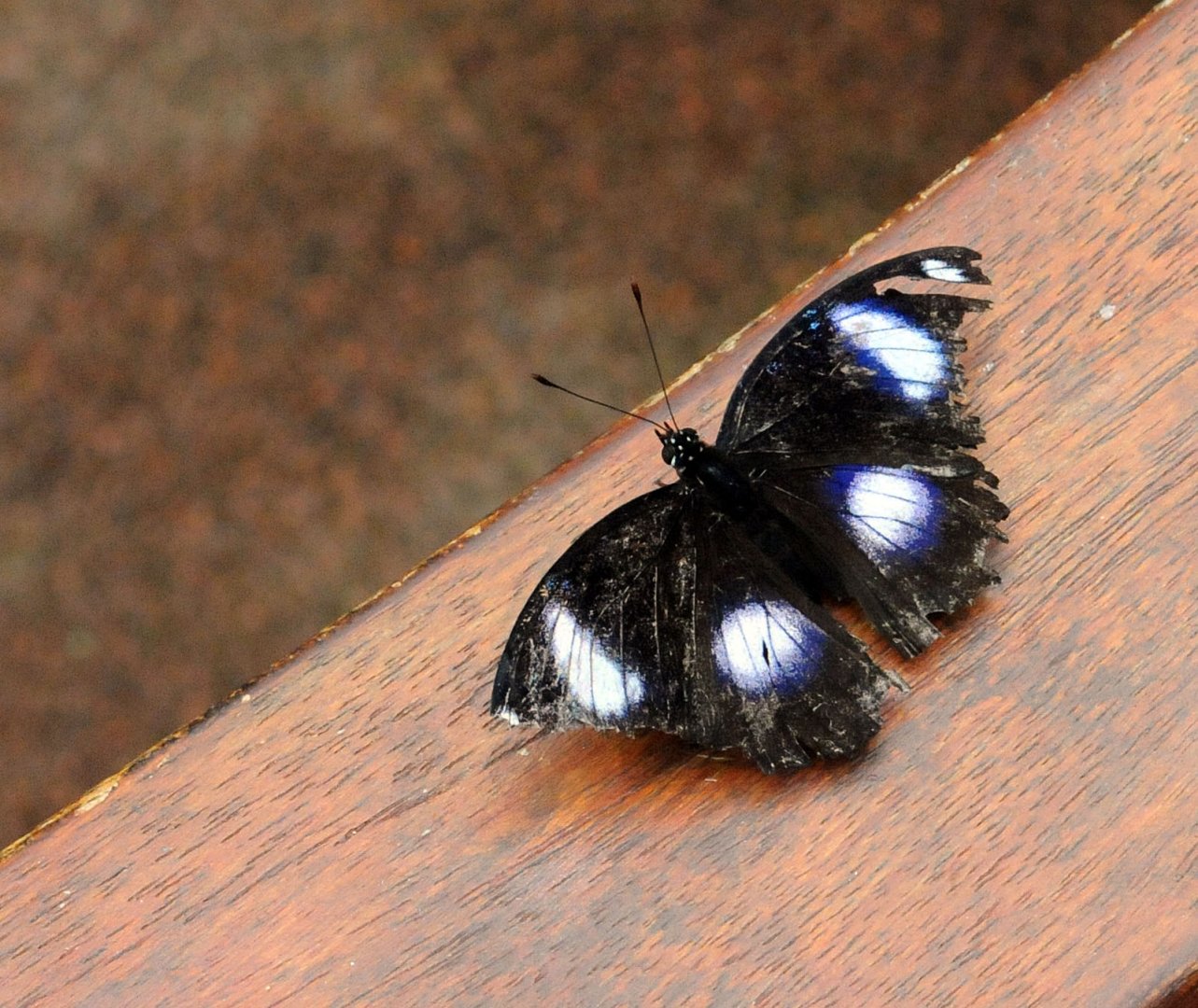 GREAT EGGFLY