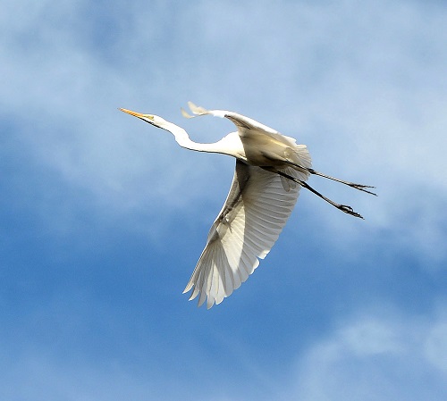 Great egret 1