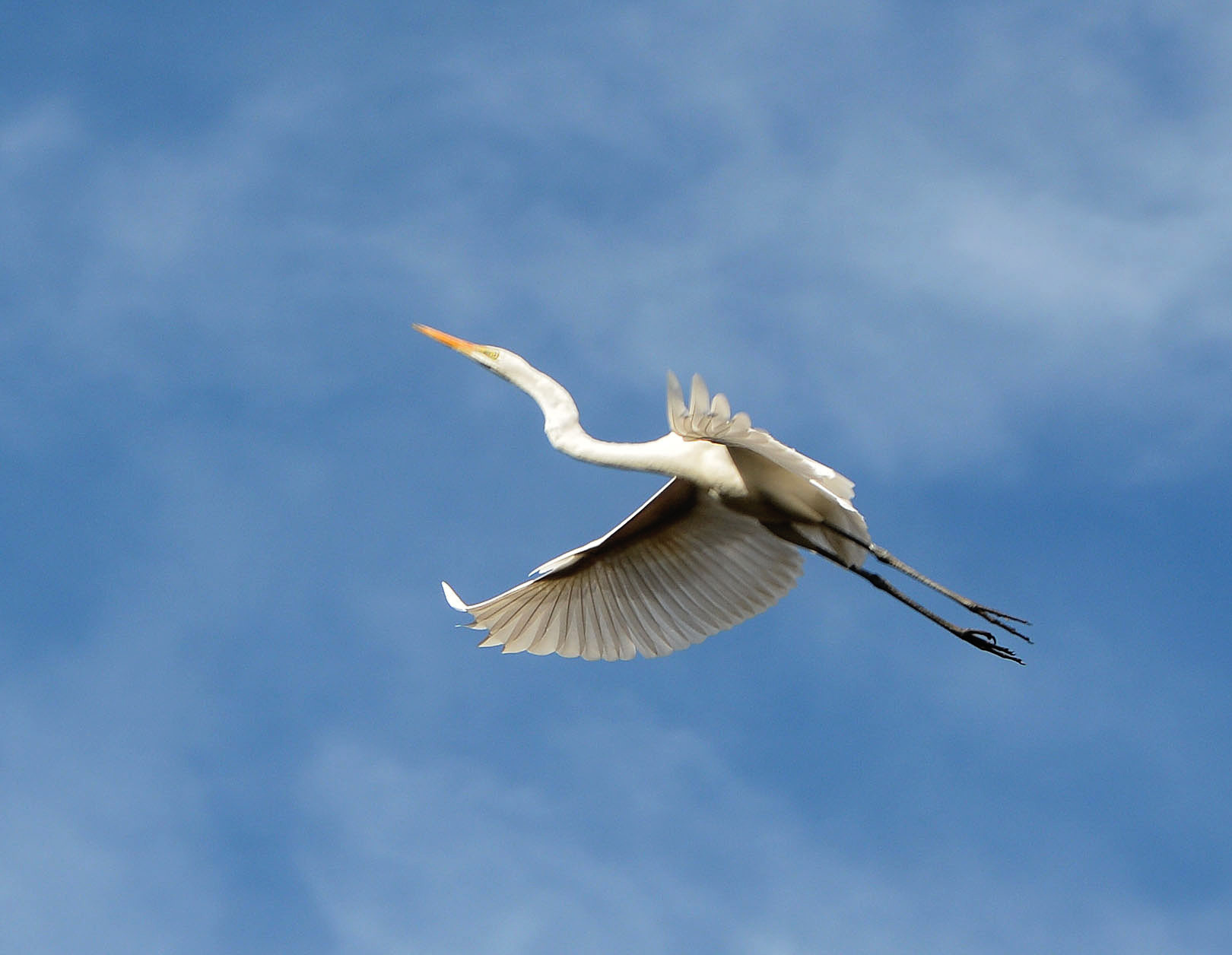 Great egret 2