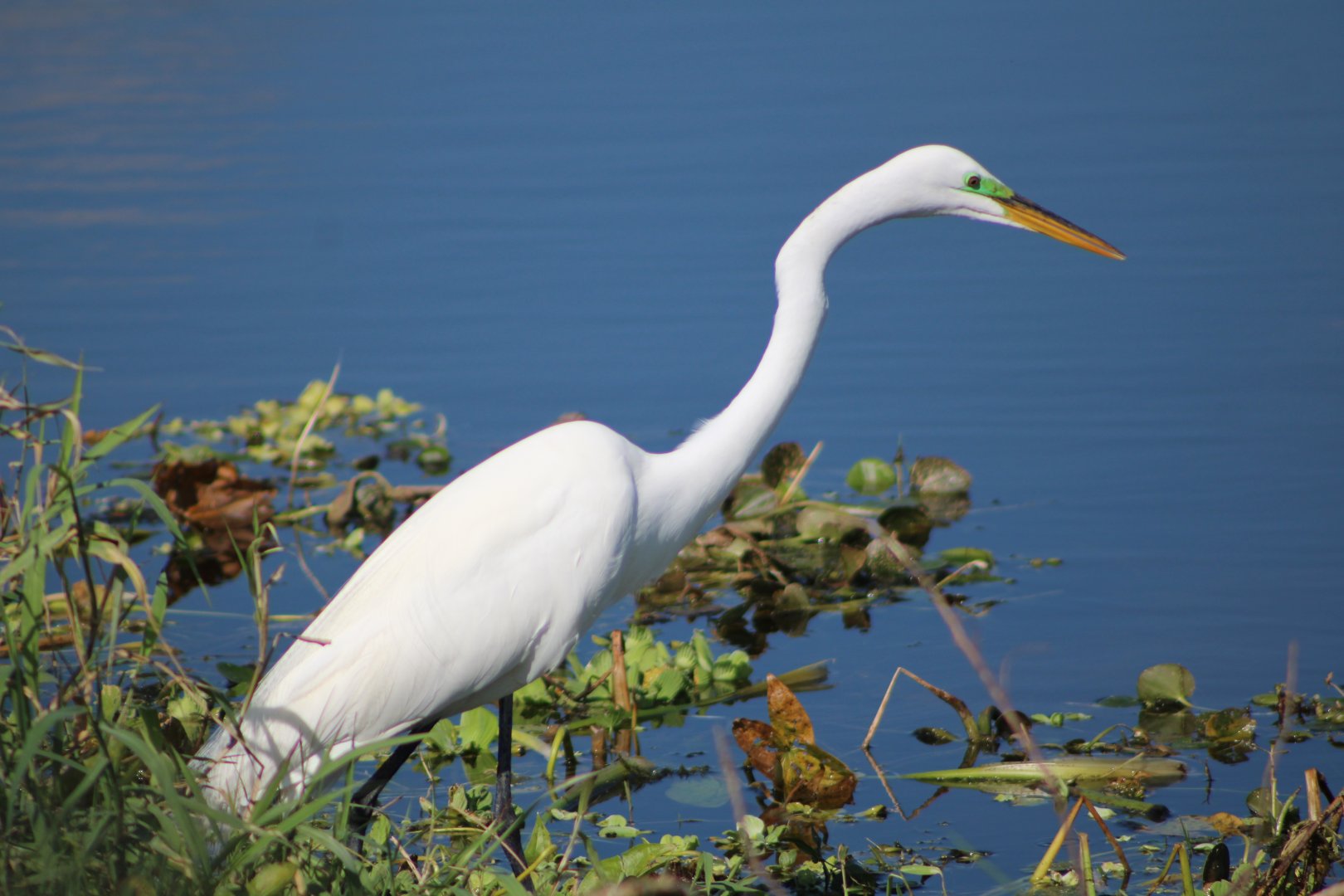 Great Egret (A. a. egretta)