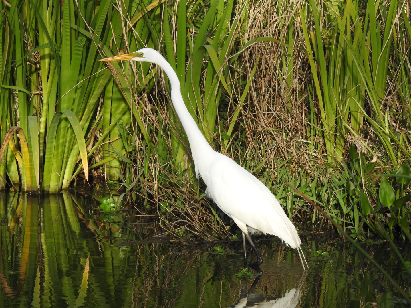 Great Egret, American (Ardea alba egretta)
