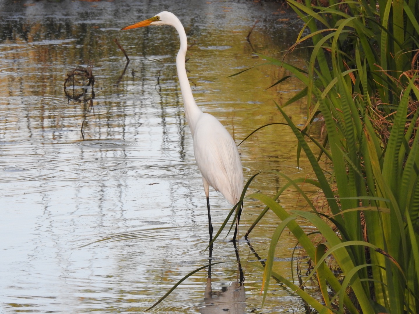 Great Egret, American (Ardea alba egretta)