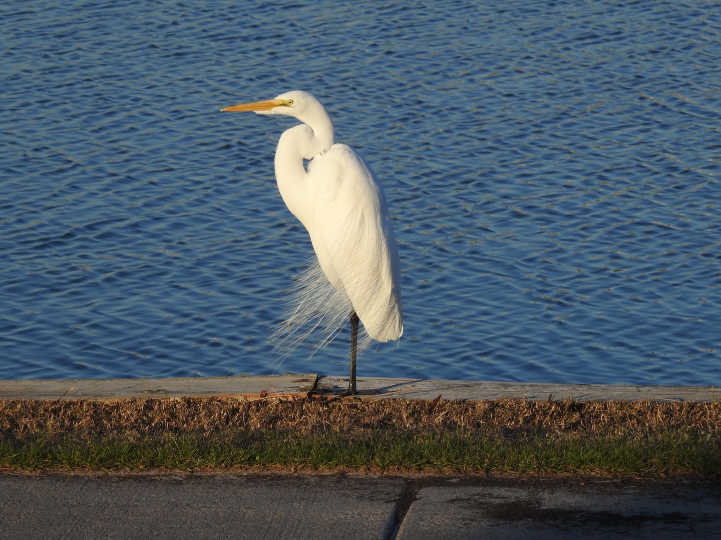 Great Egret, American