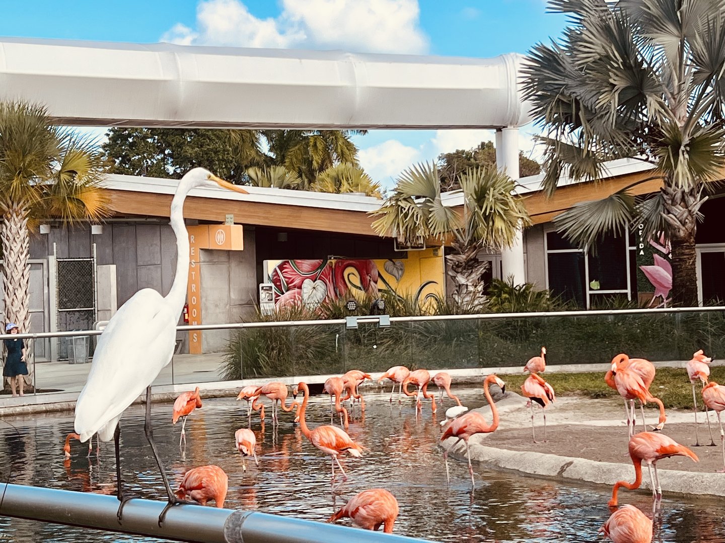 Great Egret and American Flamingos