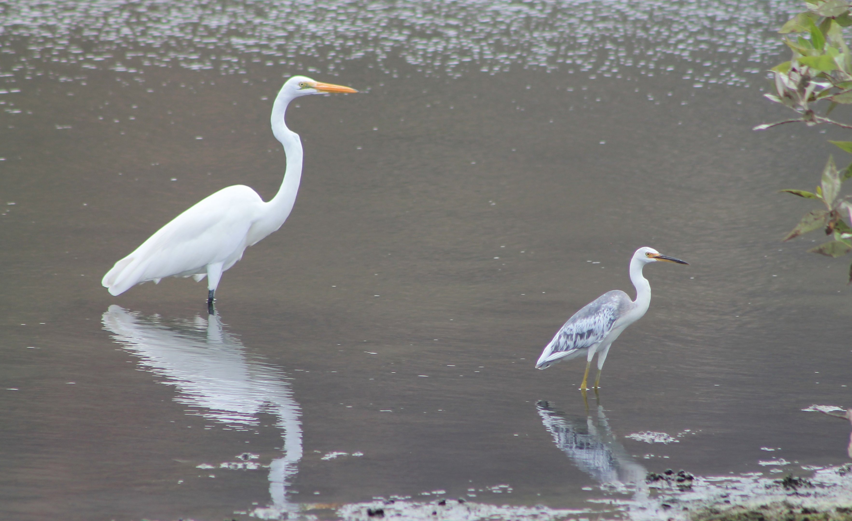 Great Egret and Eastern Reef Egret