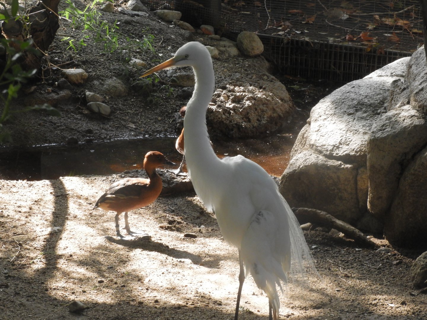 Great egret and fulvous whistling duck