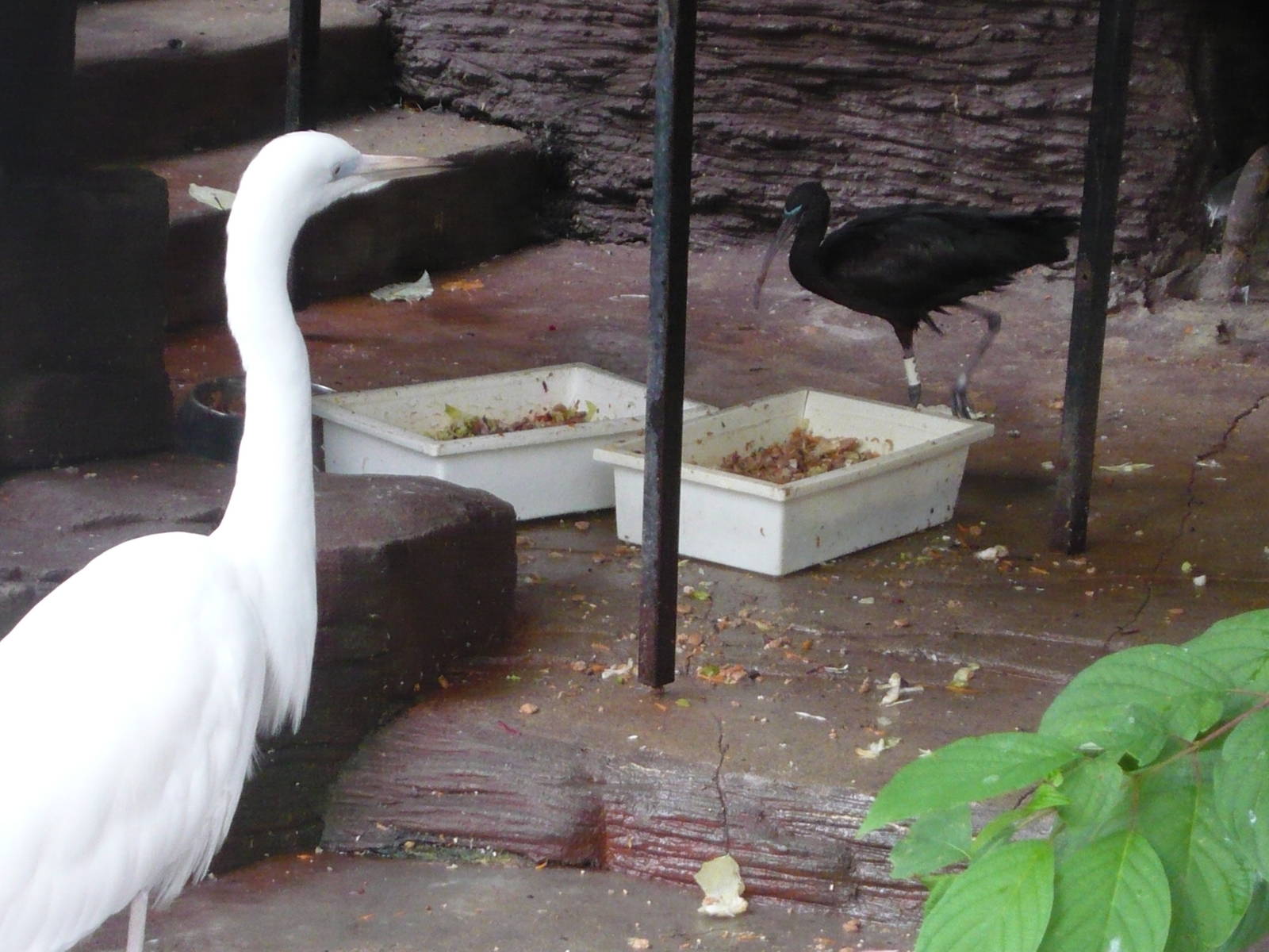Great egret and Glossy ibis