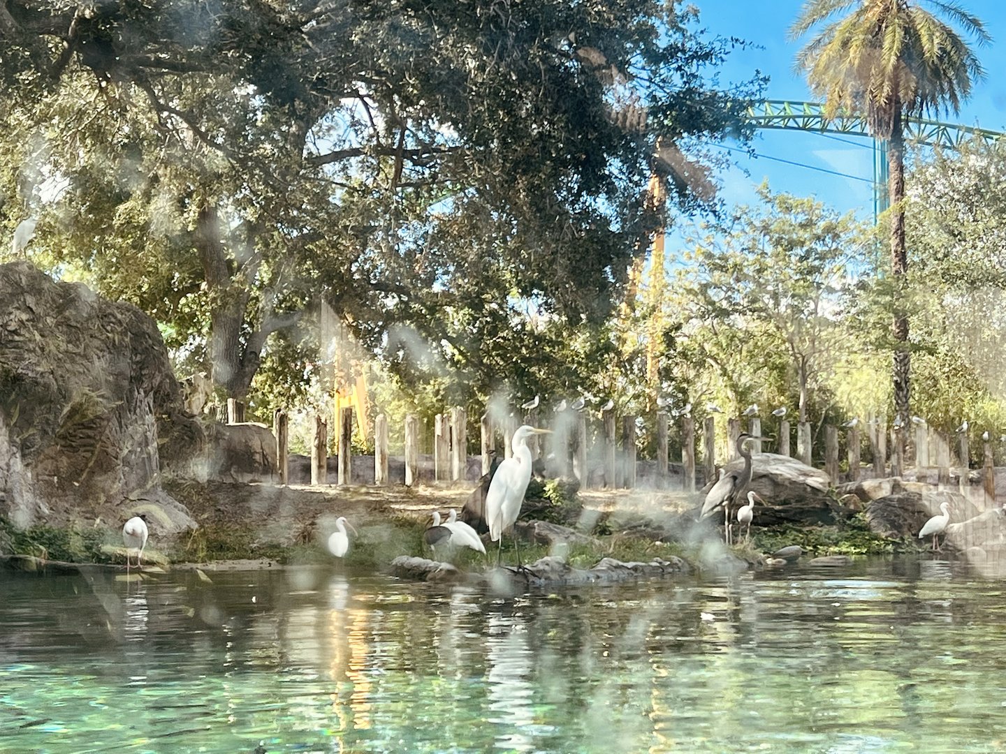 Great Egret and Great Blue Heron