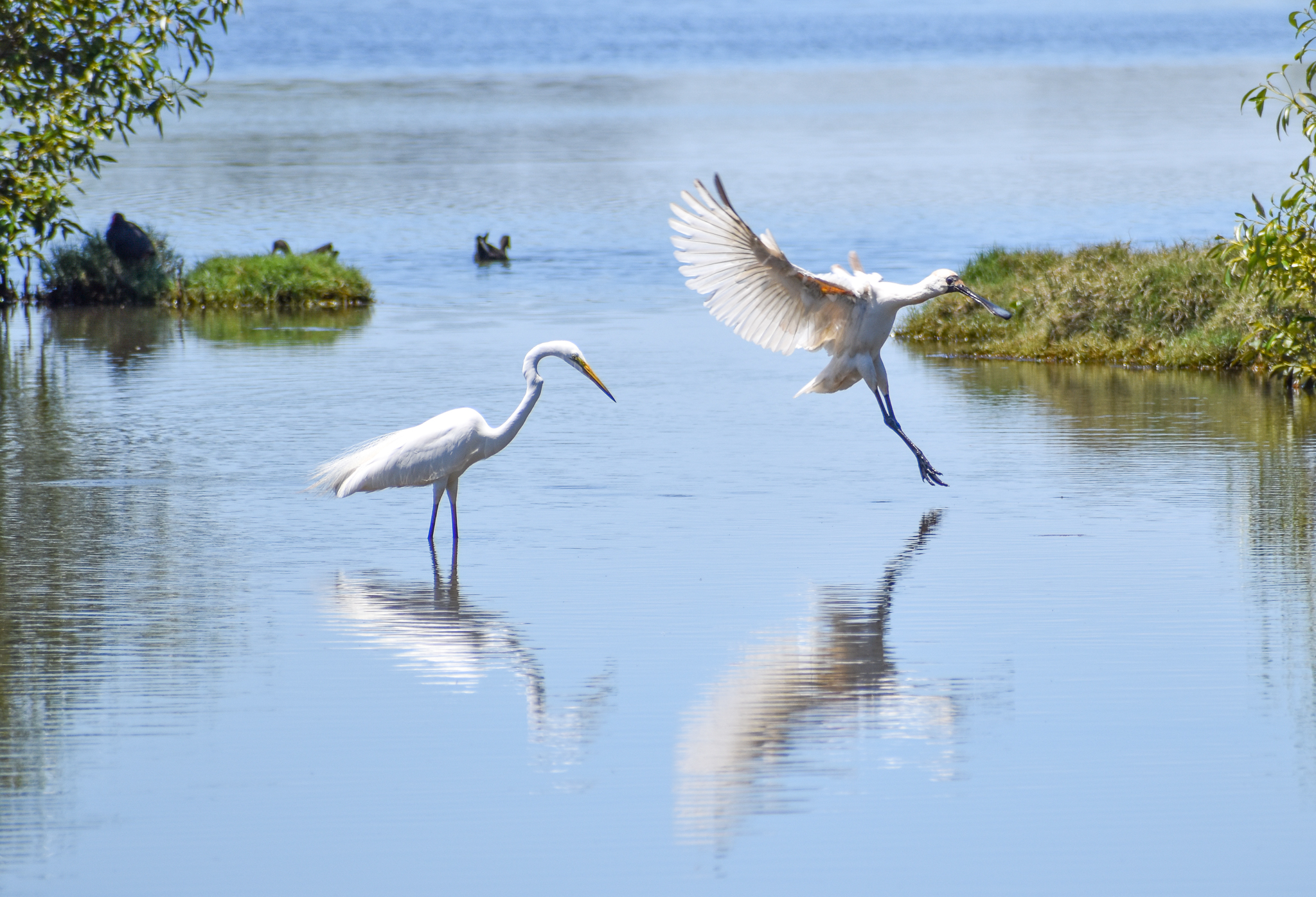 Great Egret and Royal Spoonbill