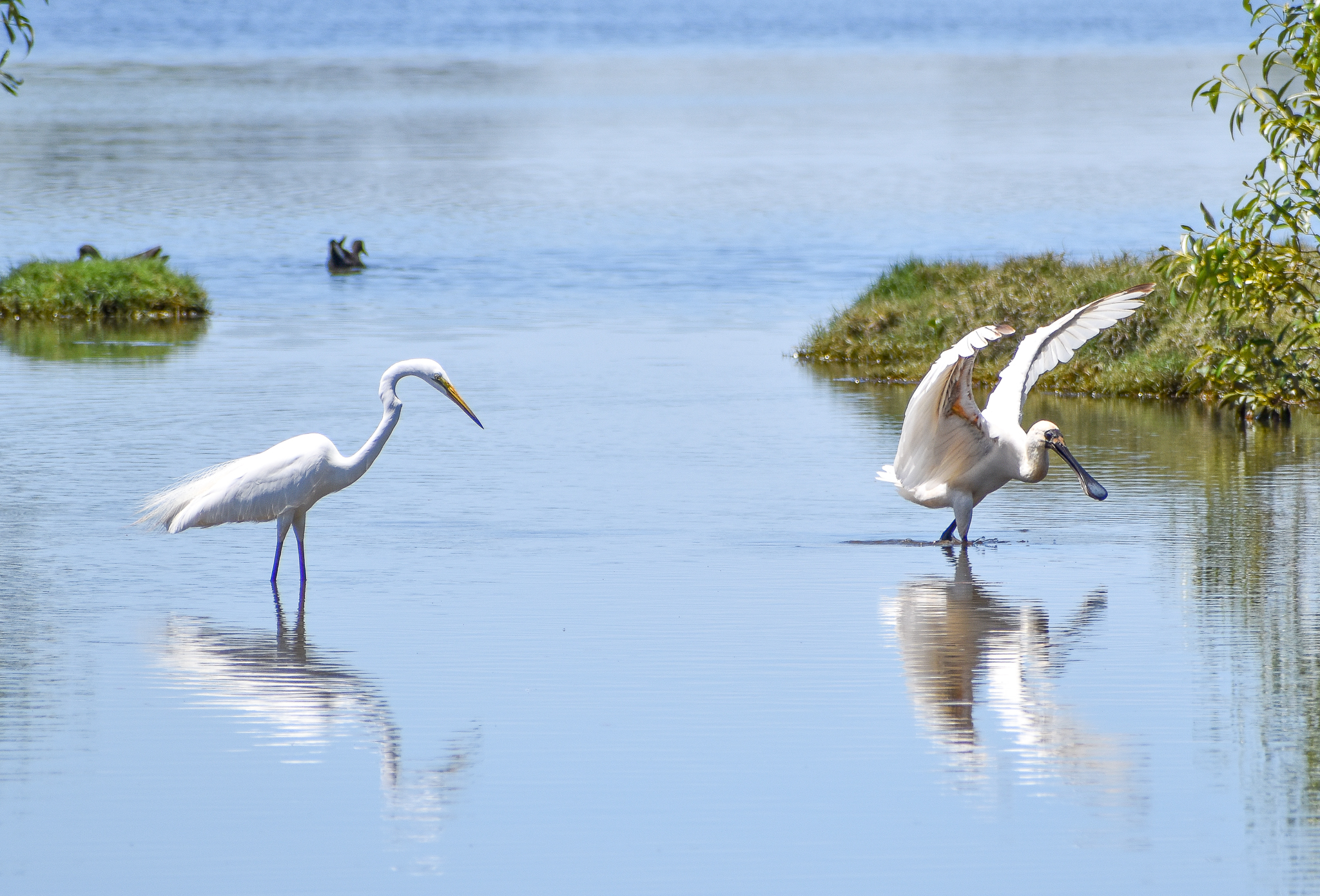 Great Egret and Royal Spoonbill