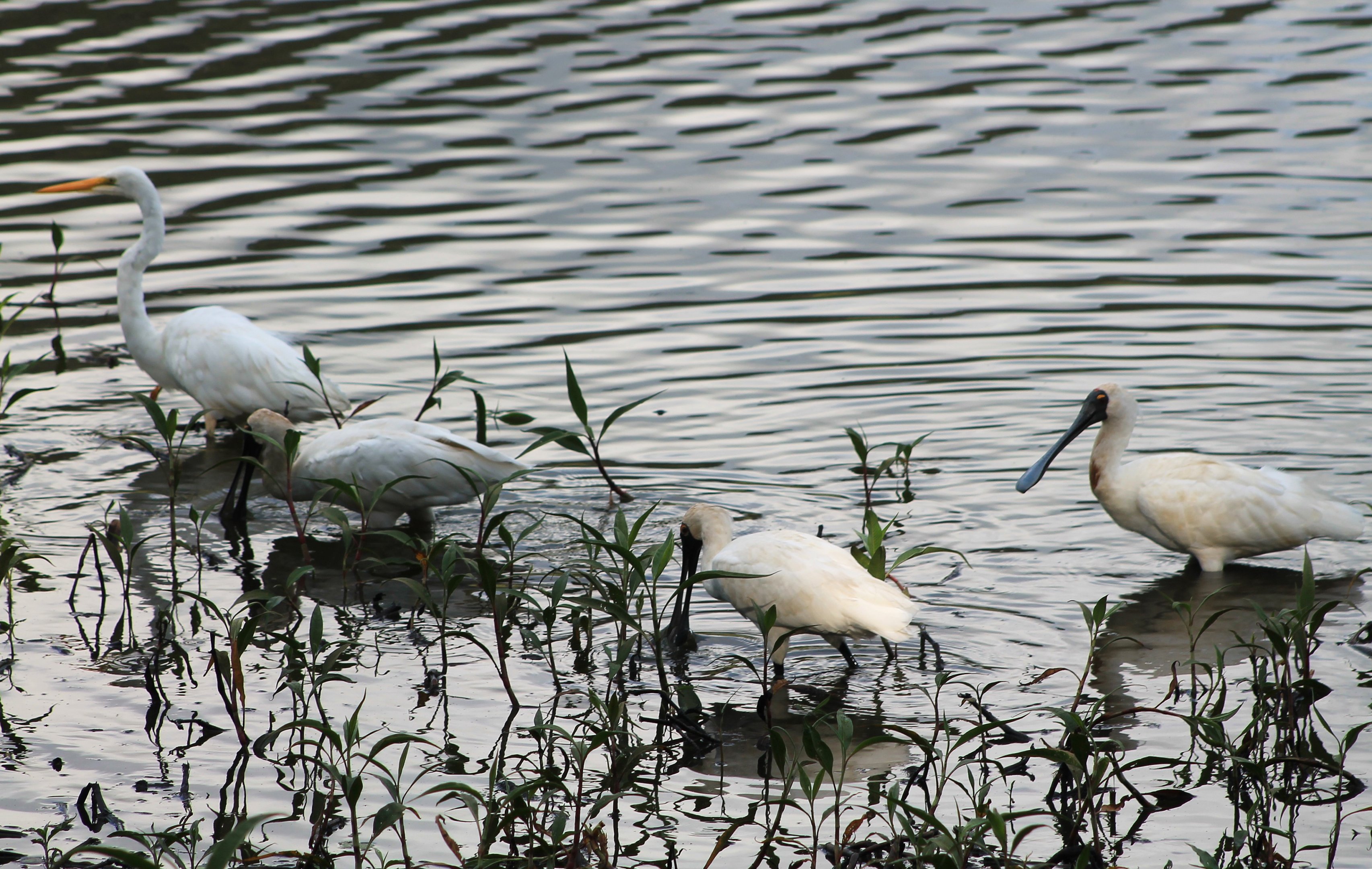 Great Egret and Royal Spoonbills