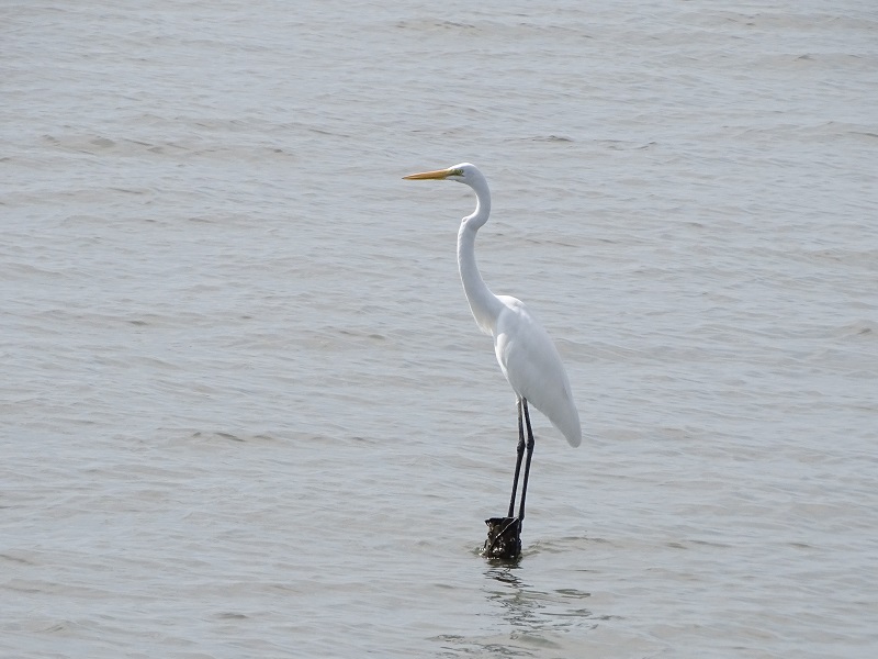 Great Egret (Ardea alba alba)