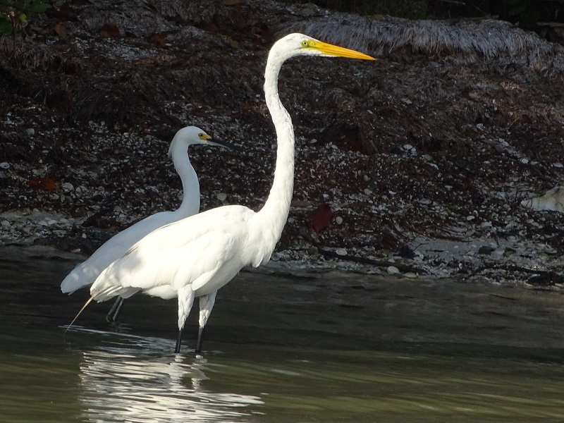 Great egret (Ardea alba egretta) & Snowy egret (Egretta thula)