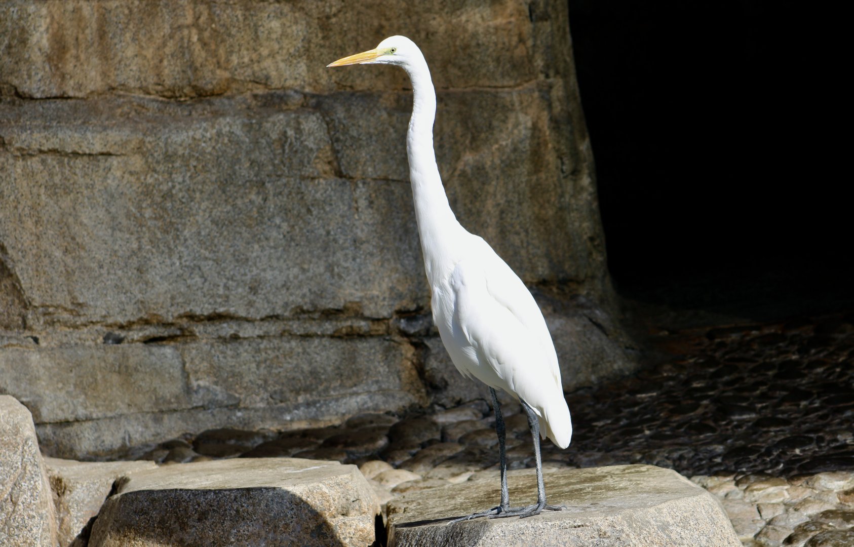 Great Egret (Ardea alba egretta) - wild