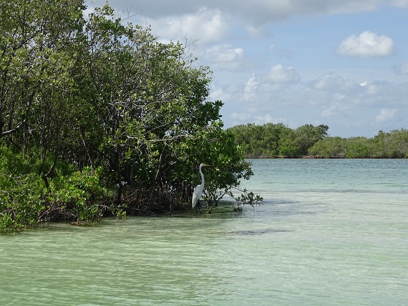 Great egret (Ardea alba egretta)