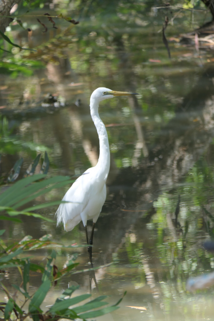 Great Egret (Ardea alba modesta)