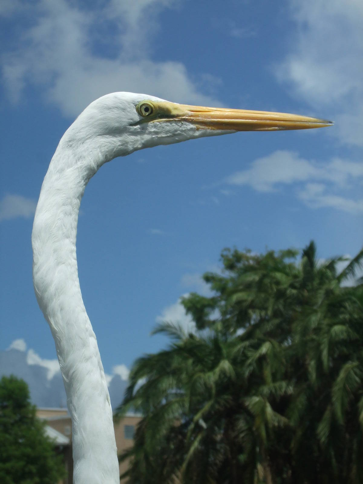 Great Egret (Ardea alba)